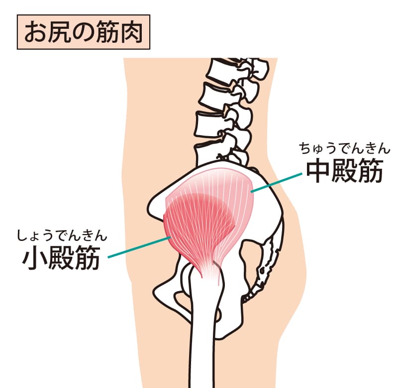 股関節側面の筋肉のイラスト