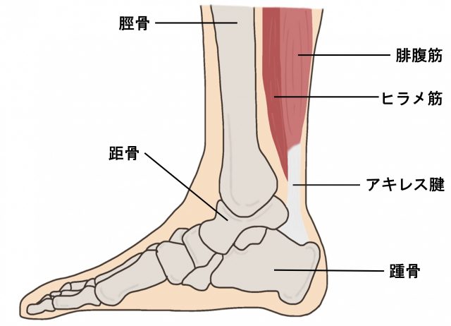 アキレス腱のイラスト