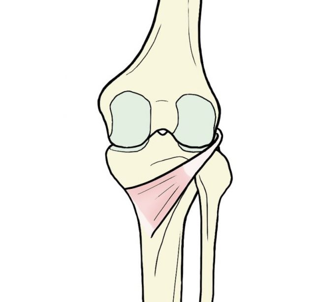膝窩筋のイラスト