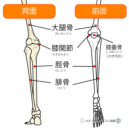 膝関節の構成イラスト