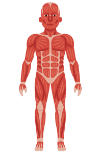 筋肉のイラスト