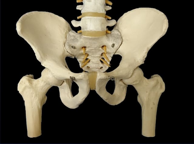 股関節の写真
