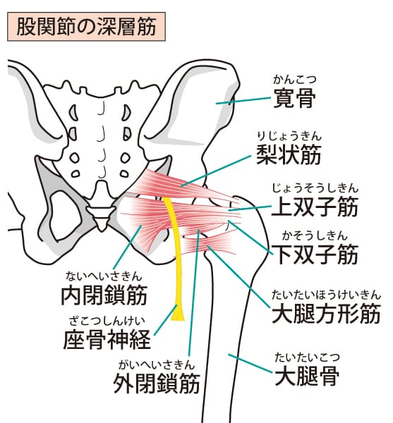 股関節後面の筋肉と坐骨神経のイラスト