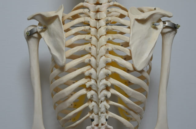 背骨の画像