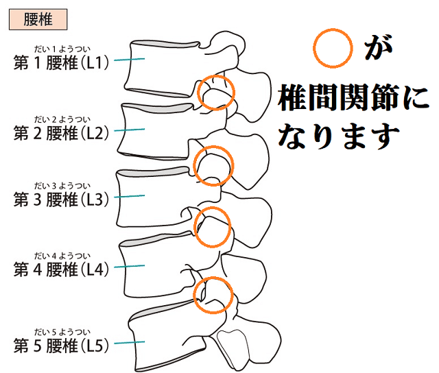 椎間関節のイラスト